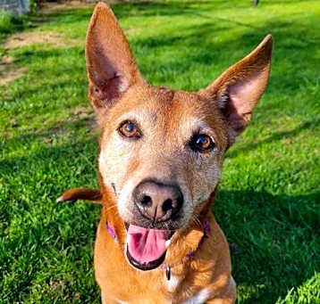 Photo of Buster