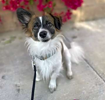 Photo of Rosco