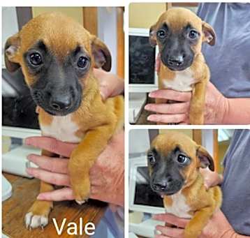 Photo of Vale in LA