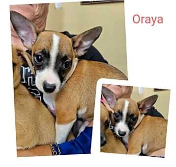 Photo of Oraya in LA