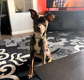 Photo of Bear