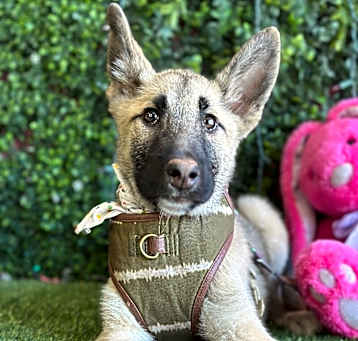 Photo of Dumbo