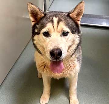 Photo of LOBO