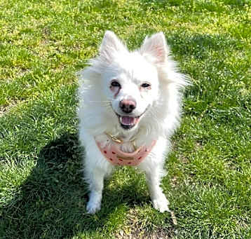 Photo of Elsa (bonded To Sven)