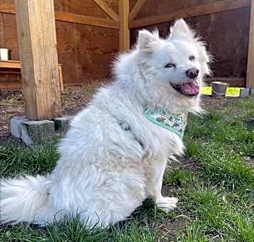 Photo of Sven (bonded To Elsa)