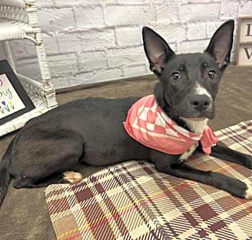 Photo of Lady