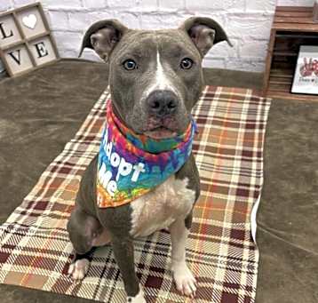 Photo of Honey