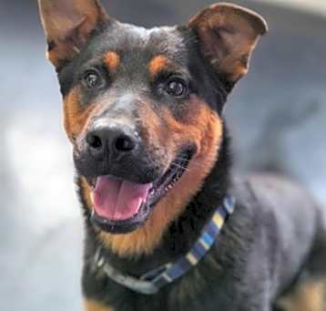 Photo of Whiskey