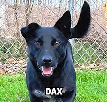 Photo of Dax