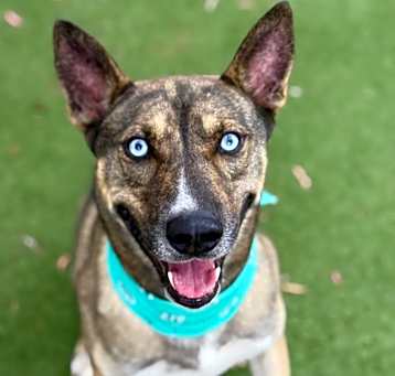 Photo of DUKE