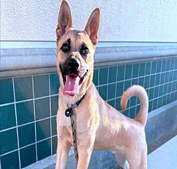 Photo of SADIE