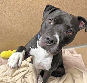 Photo of Flash - Seeking URGENT Foster!