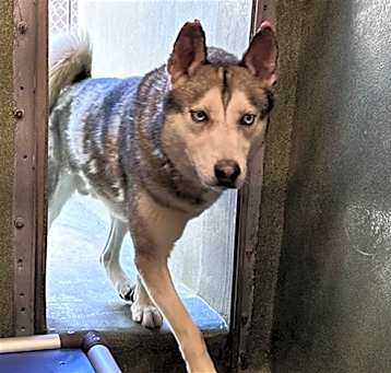 Photo of HACHI