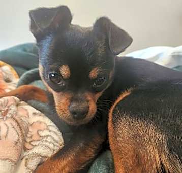 Photo of Georgie