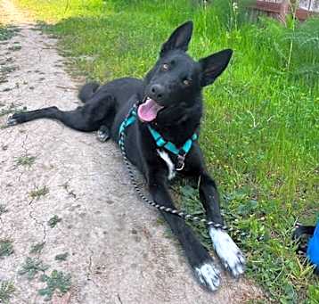 Photo of Boomer