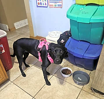 Photo of Dahlia