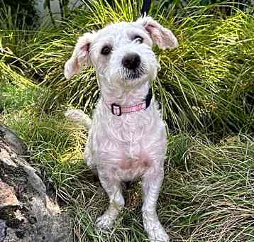 Photo of Crumpet