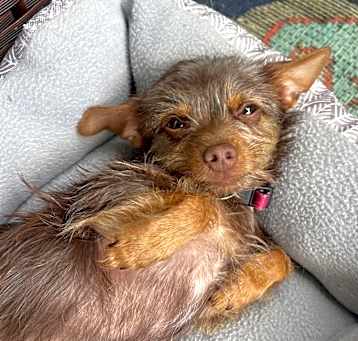 Photo of Wordsworth(Poncho)