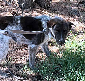 Photo of Cordelia - Super sweet girl! Good w/ Dogs, Cats, and Kids!