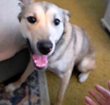 Photo of Rosebud aka Rose