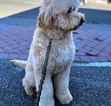 Photo of Bruno