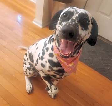 Photo of Morgan