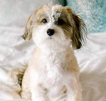 Photo of Oliver