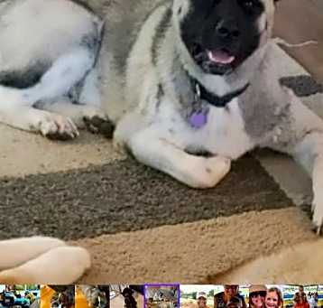 Photo of Sumo