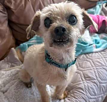 Photo of Hoby (pending medical)