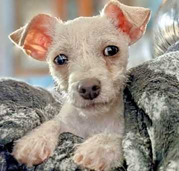 Photo of Julep
