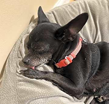 Photo of Kitty (pending medical)