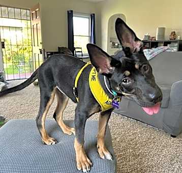 Photo of LOVEBUG