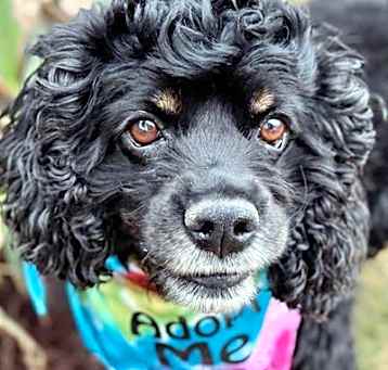 Photo of Maple