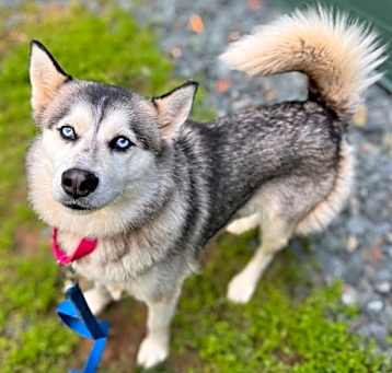 Photo of SAPPHIRE