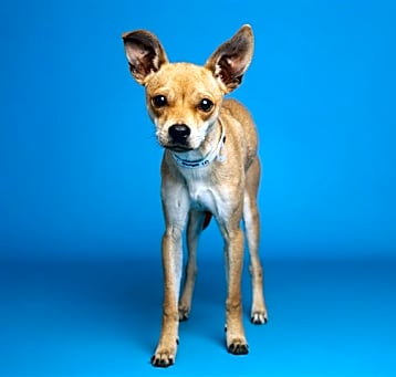 Photo of BAMBI