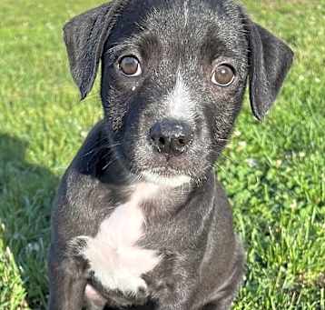 Photo of Roxie