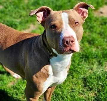 Photo of Bella