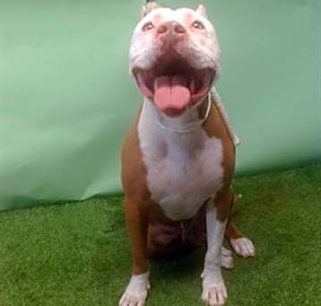 Photo of ROCKO