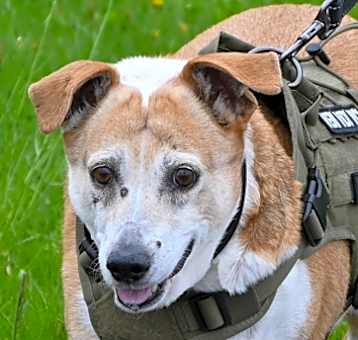 Photo of SCOUT