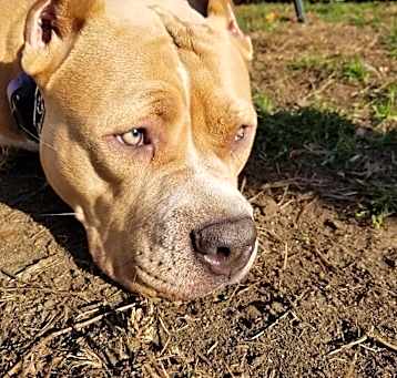 Photo of Honey Bear