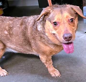 Photo of Brownie