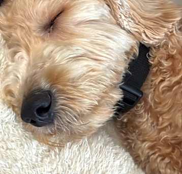 Photo of Stanley