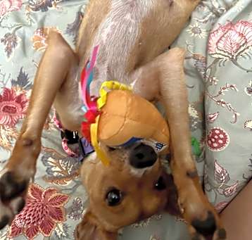 Photo of Jellybean 