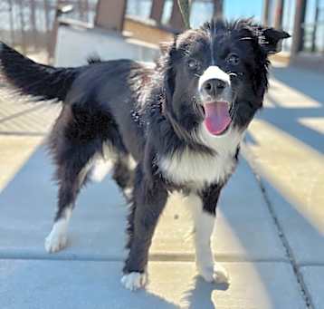 Photo of Sage