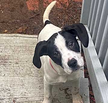 Photo of Lucky