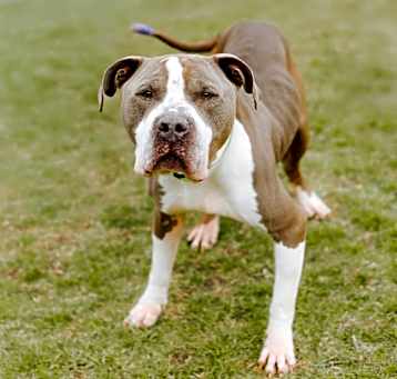 Photo of Kuno