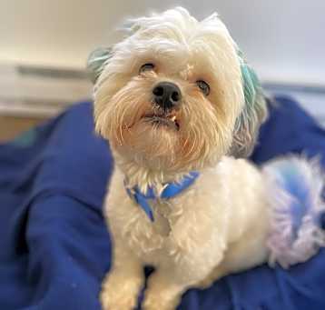 Photo of Blue