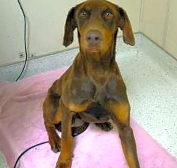 Photo of Monte