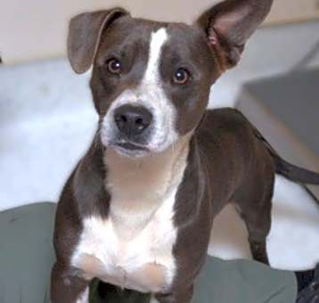 Photo of Blue