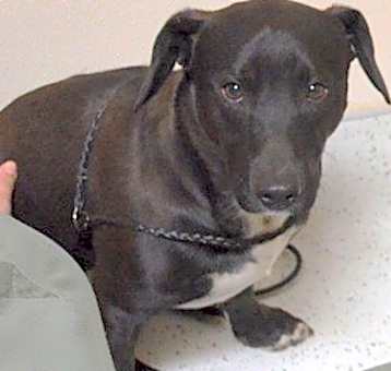 Photo of Shadow